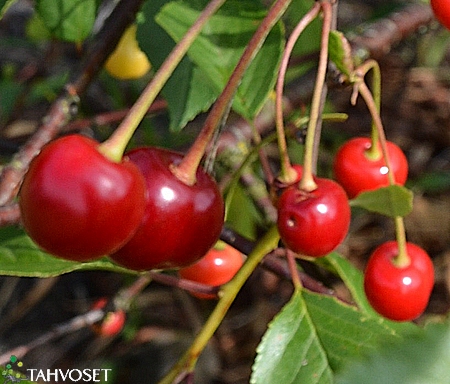 Prunus cerasus 'Latvian Matala', hapankirsikka